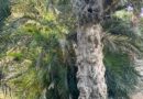 بالفيديوهات جولة داخل جنة النعيم سابقاً والحقيقة كاملة الشكل الأصلي للقصر والحدائق موجود في البلدية وكل شجرة لها ملف وحكايات عجب العجاب (الحلقة 2)