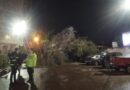 شجرة من فيلا آل طلعت مصطفي في سانت جيني تسقط علي سيارة انفراد بالصور